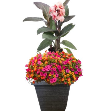 Caribbean Tropics Planter Pre-Sale