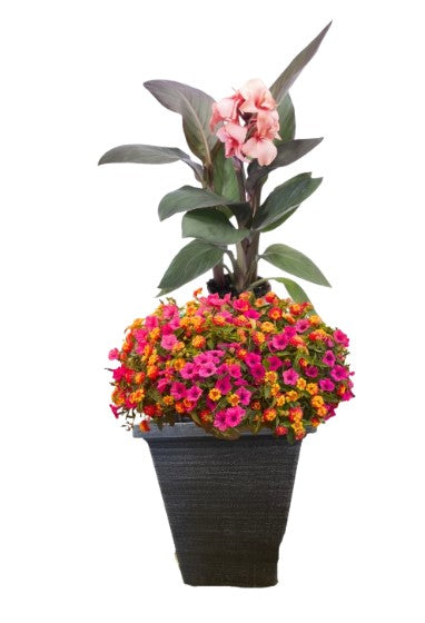 Caribbean Tropics Planter Pre-Sale