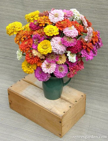 Renee's Heirloom Rainbow Zinnia Scatter Seeds