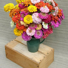 Load image into Gallery viewer, Renee&#39;s Heirloom Rainbow Zinnia Scatter Seeds