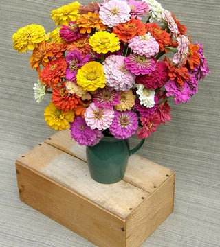 Renee's Heirloom Rainbow Zinnia Scatter Seeds