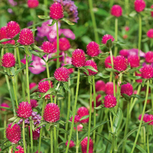 Load image into Gallery viewer, Globe Amaranth &quot;Carmine”