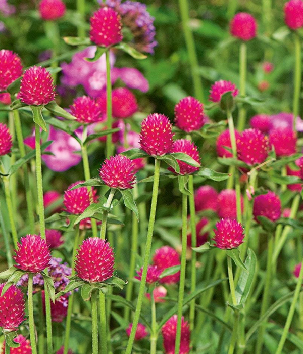 Globe Amaranth 