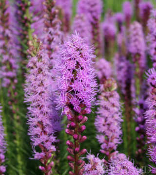 Liatris spicata '