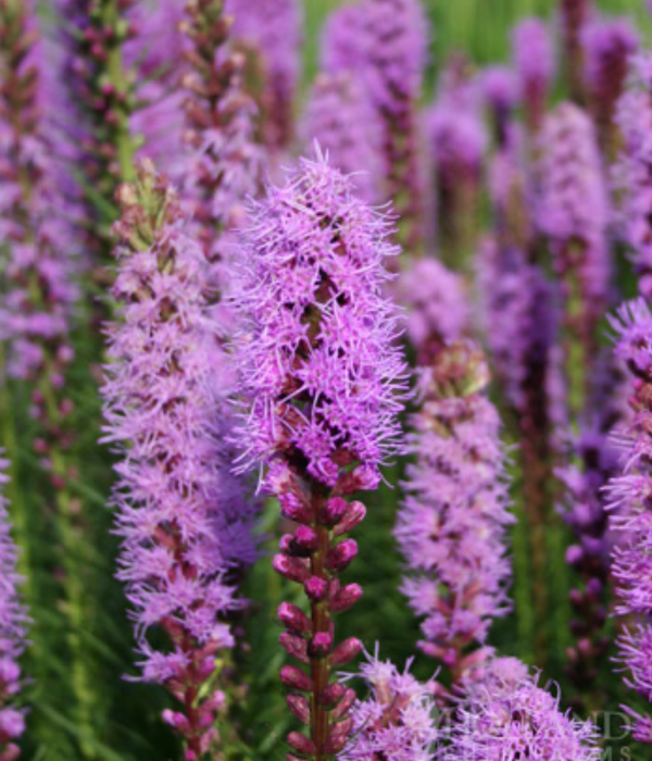 Liatris spicata '