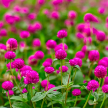 Load image into Gallery viewer, Globe Amaranth &quot;Carmine”