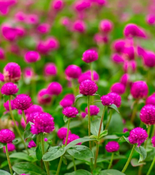 Globe Amaranth 