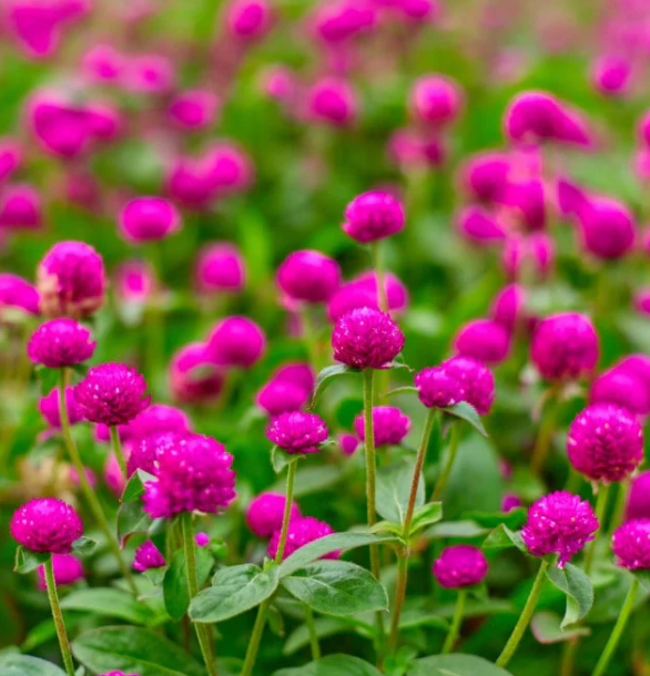 Globe Amaranth 