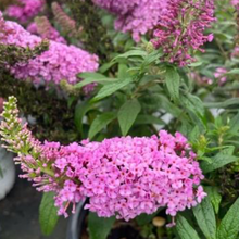 Load image into Gallery viewer, Butterfly Bush Dapper Pink Pre-Order