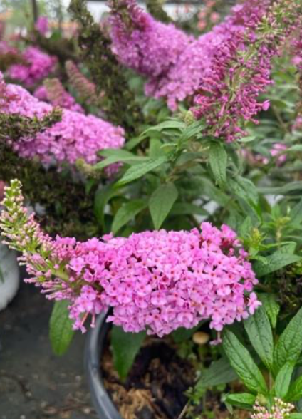 Butterfly Bush Dapper Pink Pre-Order