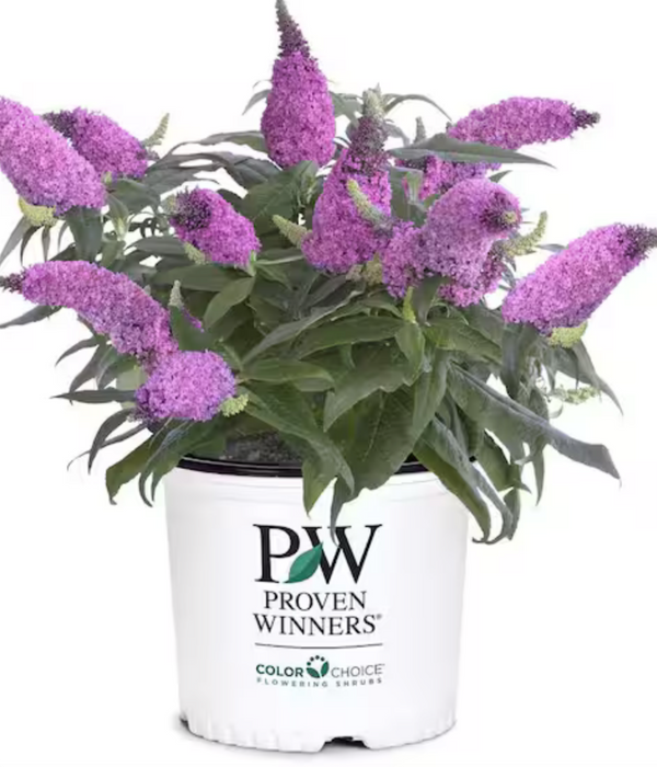 Butterfly Bush Dapper Pink Pre-Order