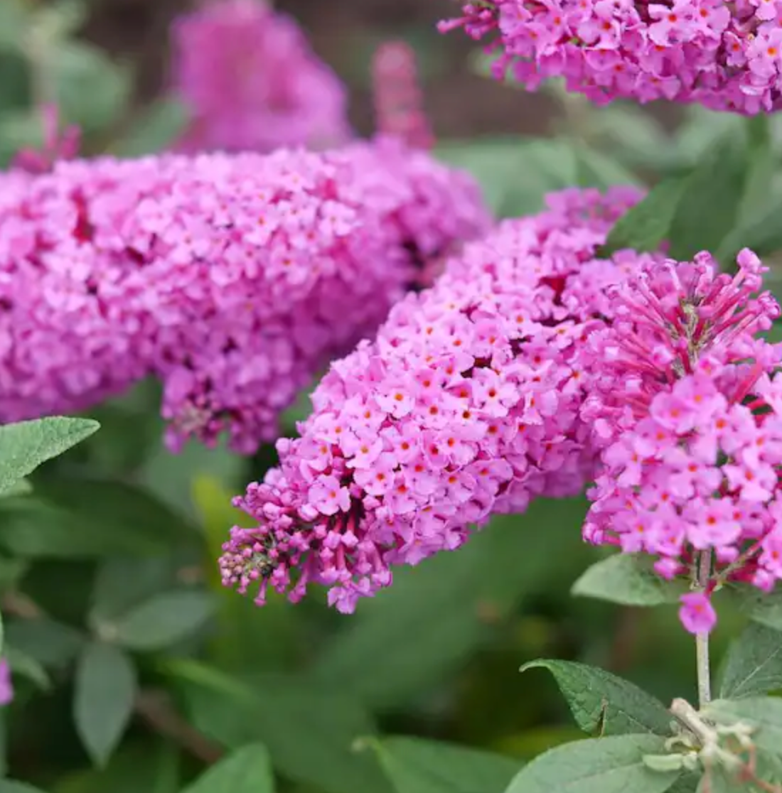 Butterfly Bush Dapper Pink Pre-Order