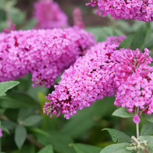 Load image into Gallery viewer, Butterfly Bush Dapper Pink Pre-Order