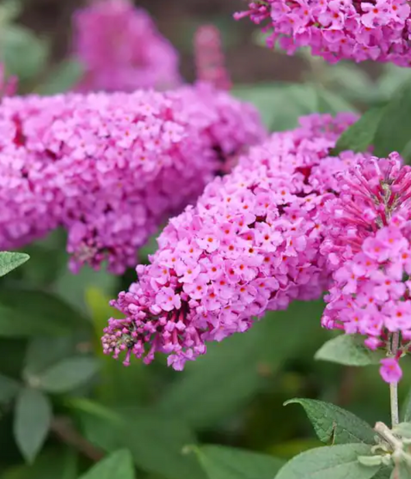 Butterfly Bush Dapper Pink Pre-Order