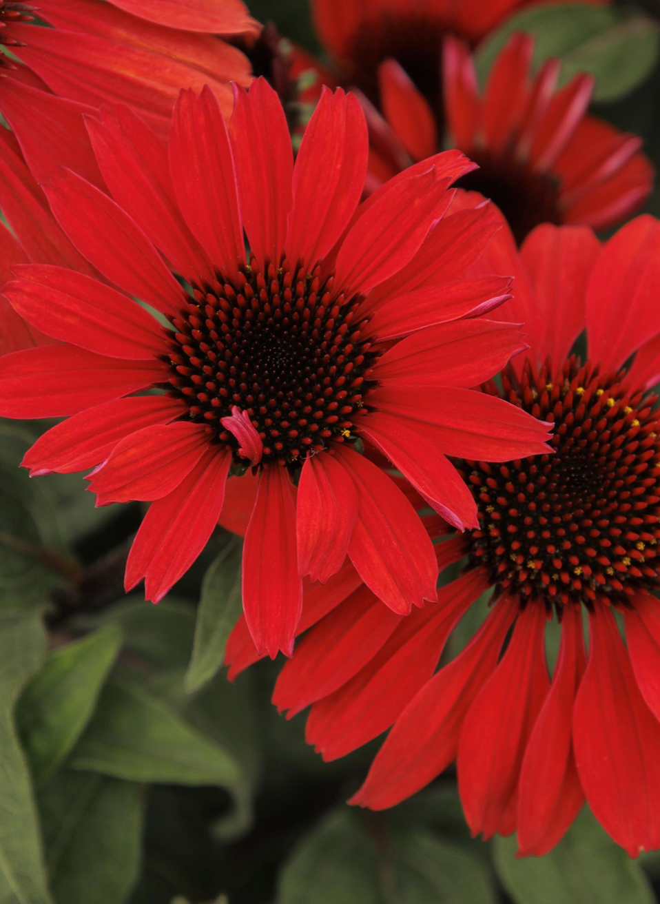 Panama Red Coneflower Pre-Order