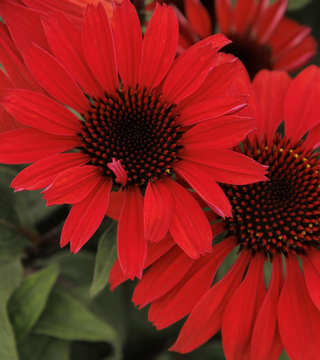 Panama Red Coneflower Pre-Order