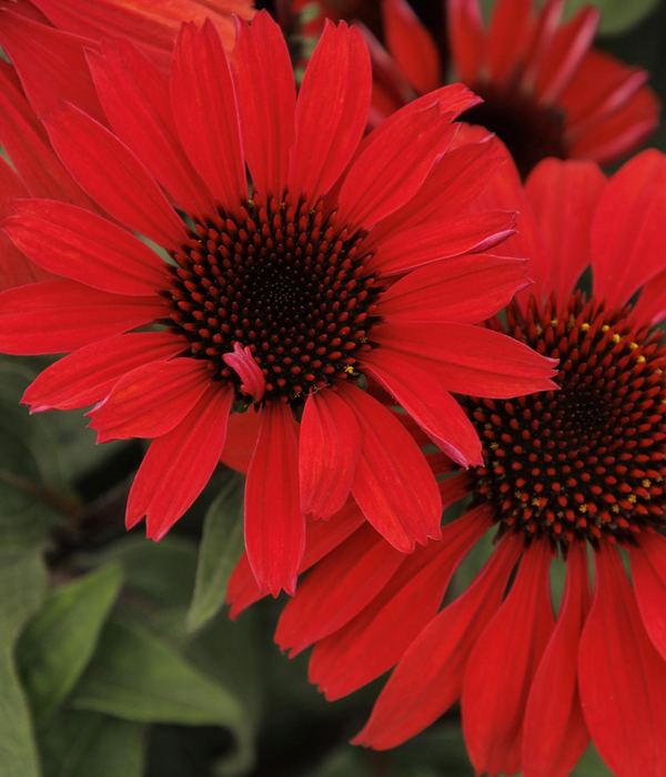 Panama Red Coneflower Pre-Order