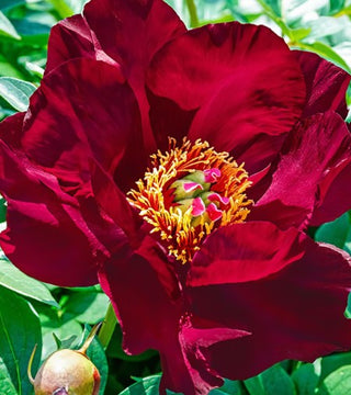 Scarlet Heaven Paeonia ITOH - Peony