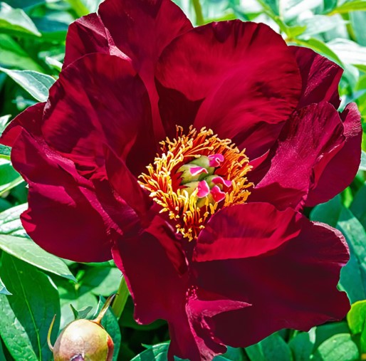 Scarlet Heaven Paeonia ITOH - Peony