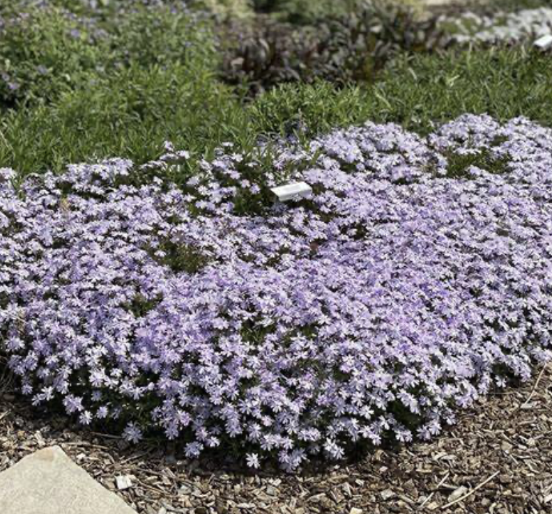 Phlox 'Emerald Blue'