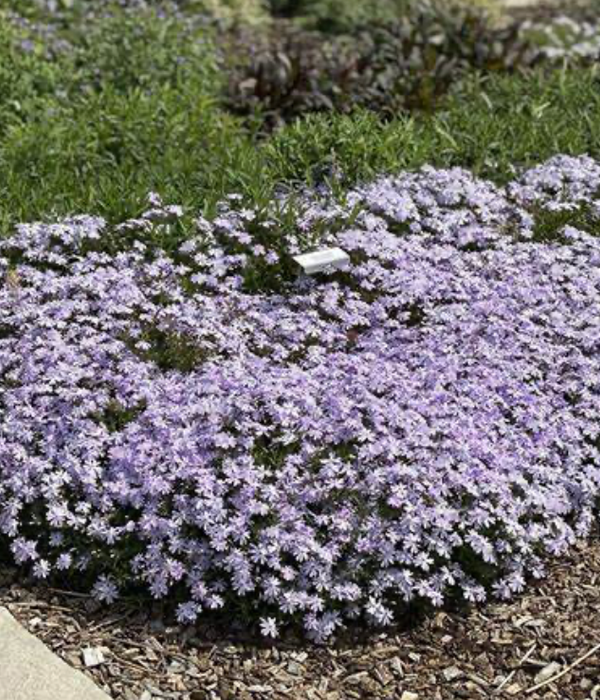 Phlox 'Emerald Blue'