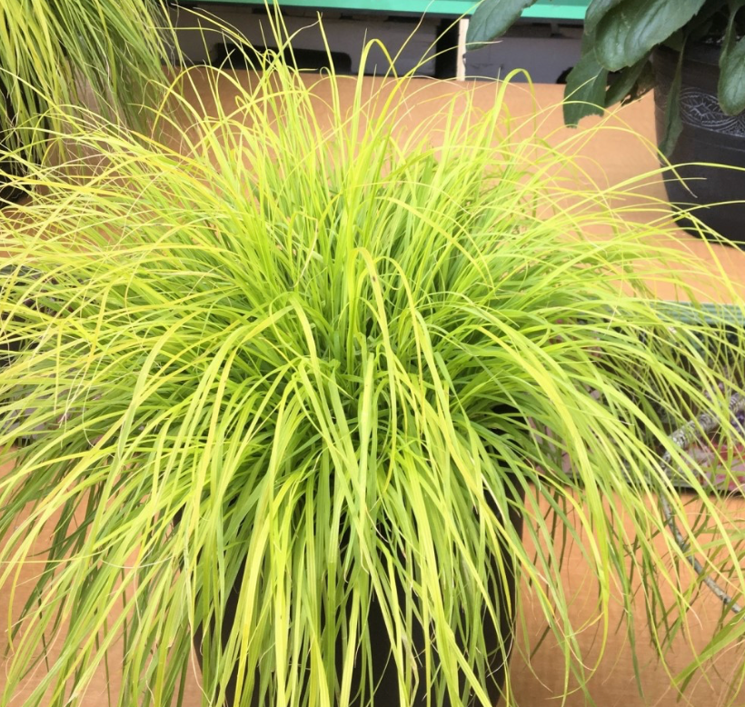 PENNISETUM 'LUMEN GOLD' Fountain grass