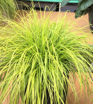 PENNISETUM 'LUMEN GOLD' Fountain grass