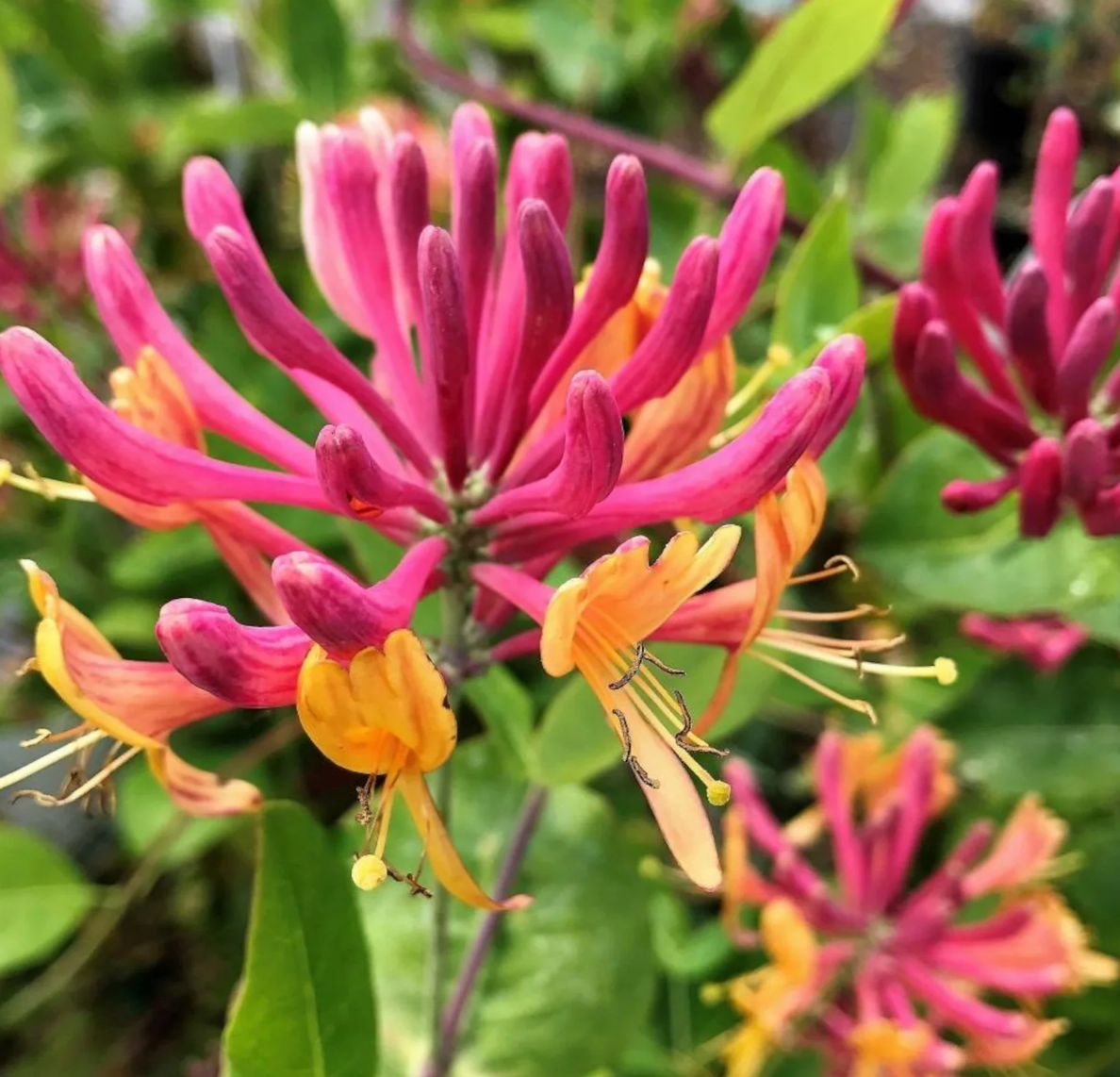 Lonicera 'Goldflame' – Rhoads Garden Center