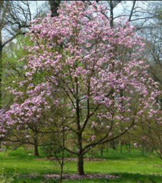 Magnolia 'Galaxy' Tree