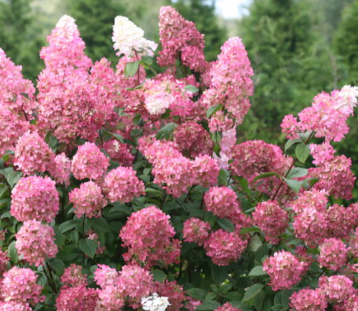 Hydrangea 'Fire Light'