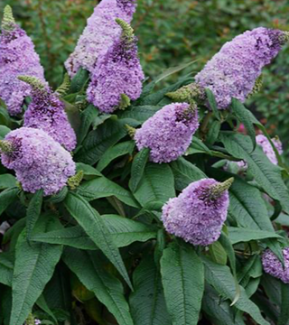 Pugster Amethyst Butterlfy Bush