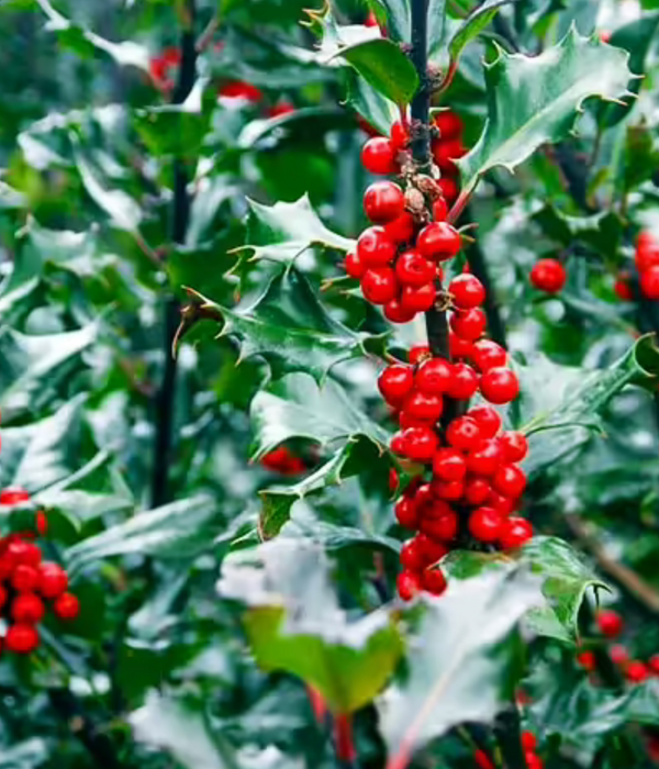 Ilex Holly Blue Prince & Princess combo shrub