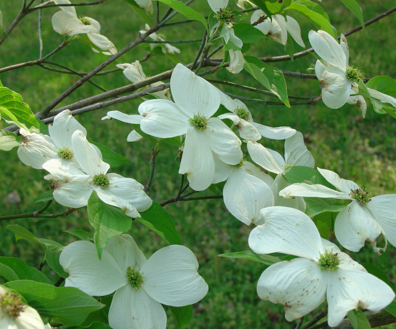 Cornus Appalachian Spring Dogwood