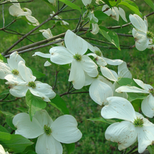 Load image into Gallery viewer, Cornus Appalachian Spring Dogwood