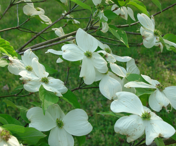 Cornus Appalachian Spring Dogwood