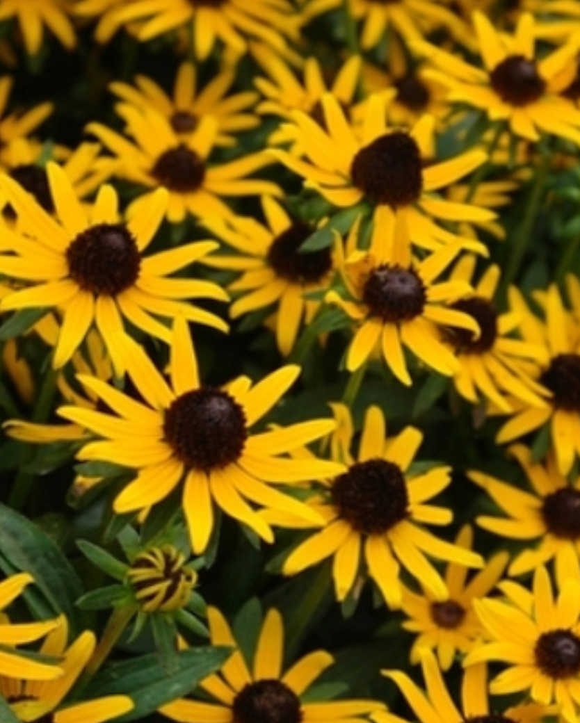 Little Gold Star Rudbeckia