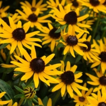 Load image into Gallery viewer, Little Gold Star Rudbeckia