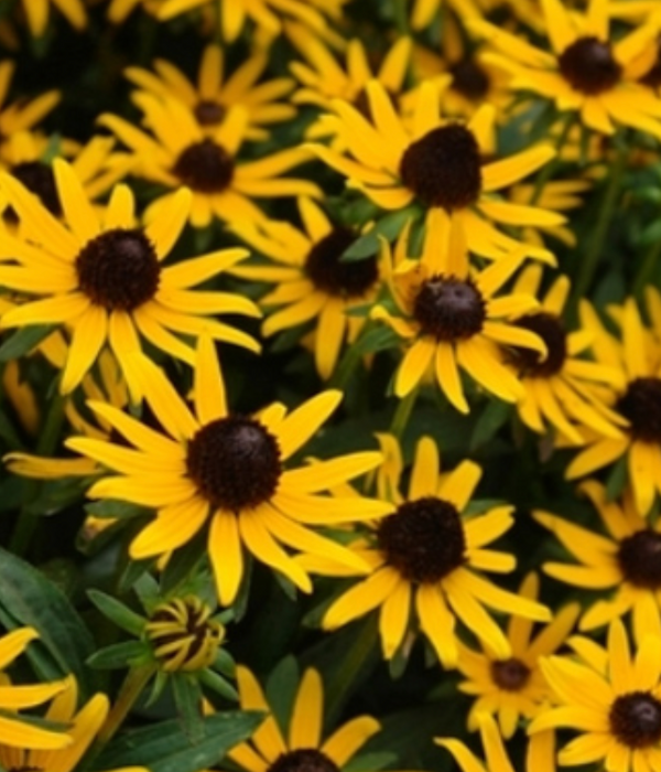 Little Gold Star Rudbeckia