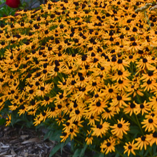 Load image into Gallery viewer, Little Gold Star Rudbeckia