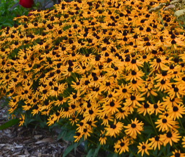 Little Gold Star Rudbeckia