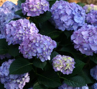 Hydrangea mac. Blue Jangles