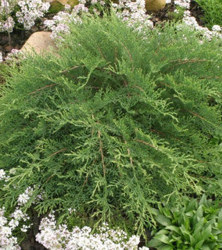 Microbiata decussata- Siberian Cypress