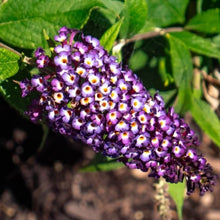 Load image into Gallery viewer, Blueberry Pie Butterfly Bush