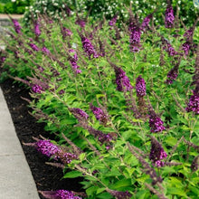 Load image into Gallery viewer, Blueberry Pie Butterfly Bush