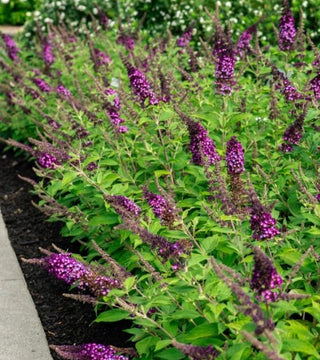 Blueberry Pie Butterfly Bush
