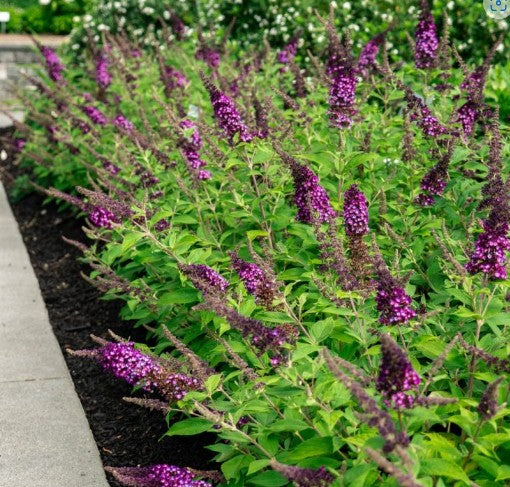Blueberry Pie Butterfly Bush