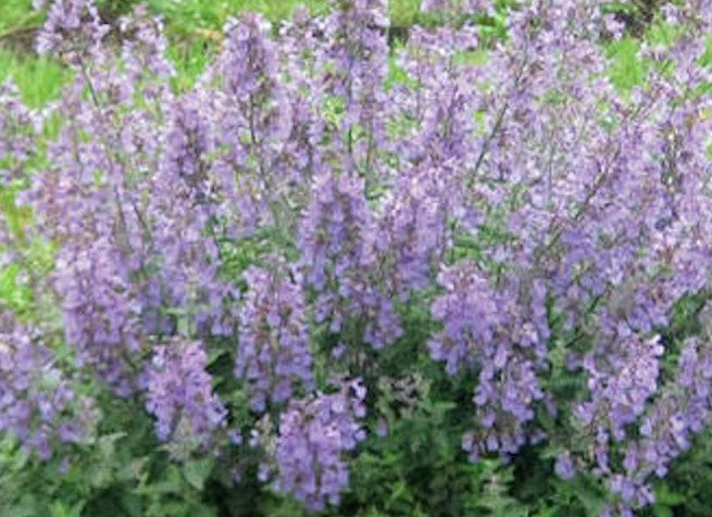 Nepeta 'Junior Walker'