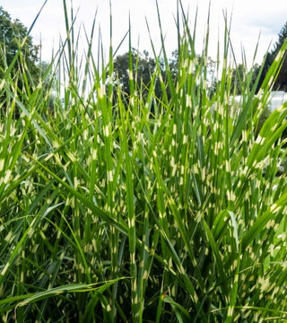 Bandwidth Miscanthus Grass