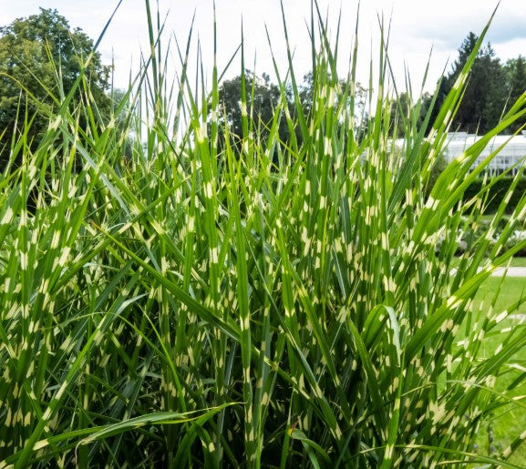 Bandwidth Miscanthus Grass