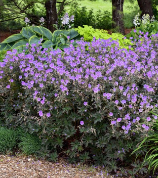 Geranium Boom Chocolatta